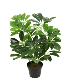 96-Schefflera Plantepakke 40cm, grøn (6stk) 96-Schefflera Plantepakke 40cm, grøn (6stk)