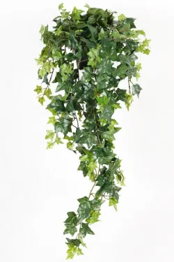 96-Hedera Plantepakke 85cm (4stk) 96-Hedera Plantepakke 85cm (4stk)
