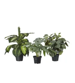 96-Grøn plantepakke mix 28-35cm (5 assorterede) 96-Grøn plantepakke mix 28-35cm (5 assorterede)